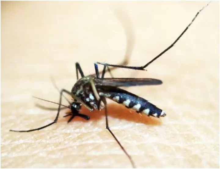 Zdjęcie: Indywidualna ochrona przed komarami w domu i ...